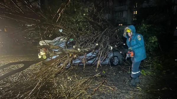 12 происшествий: в пяти городах Крыма шторм повалил деревья и столбы