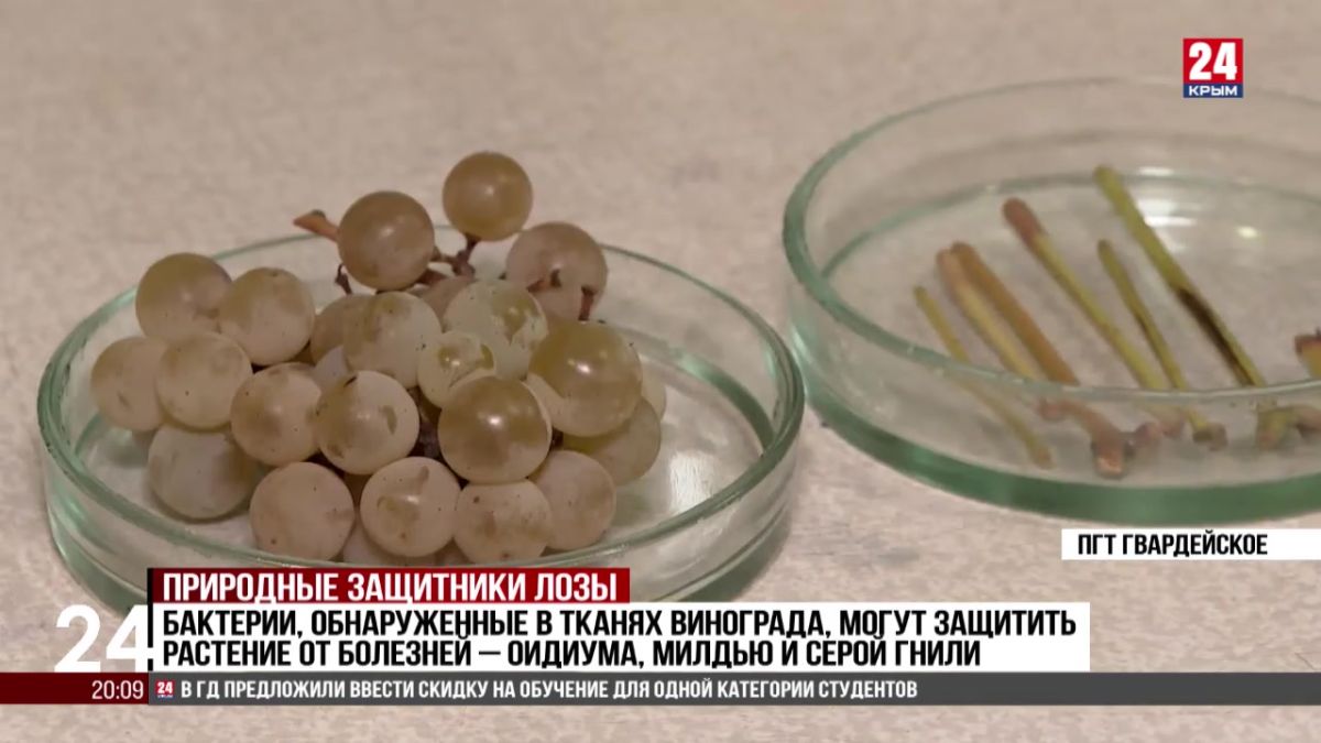 Защиту для винограда внутри самого растения ищут крымские учёные
