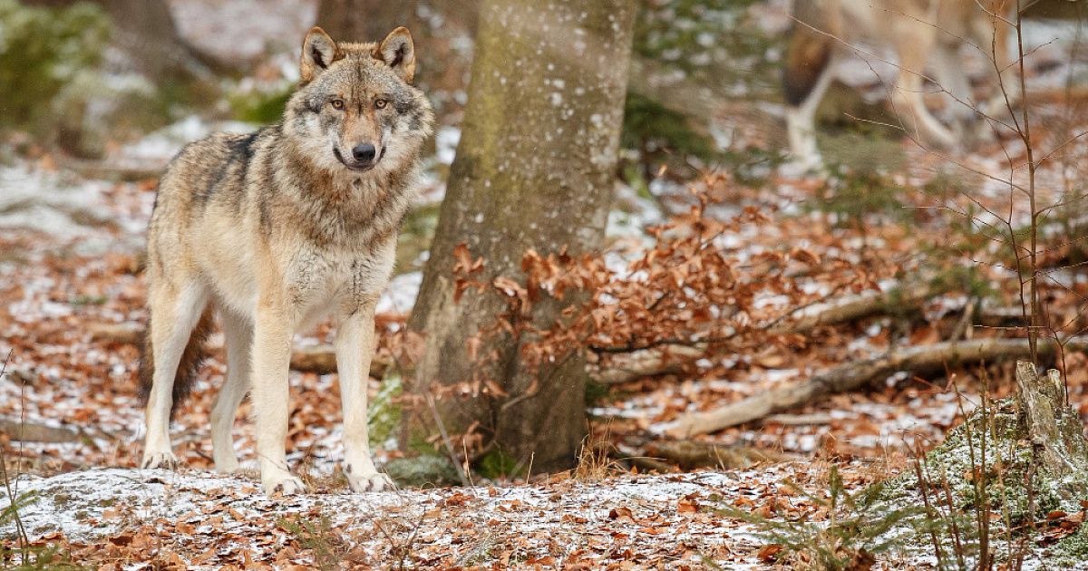 Зоолог рассказал, кто из людей наиболее уязвим перед волками