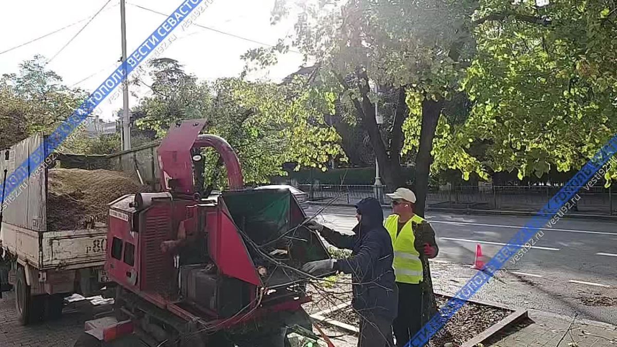 На проспекте Нахимова обрезают деревья