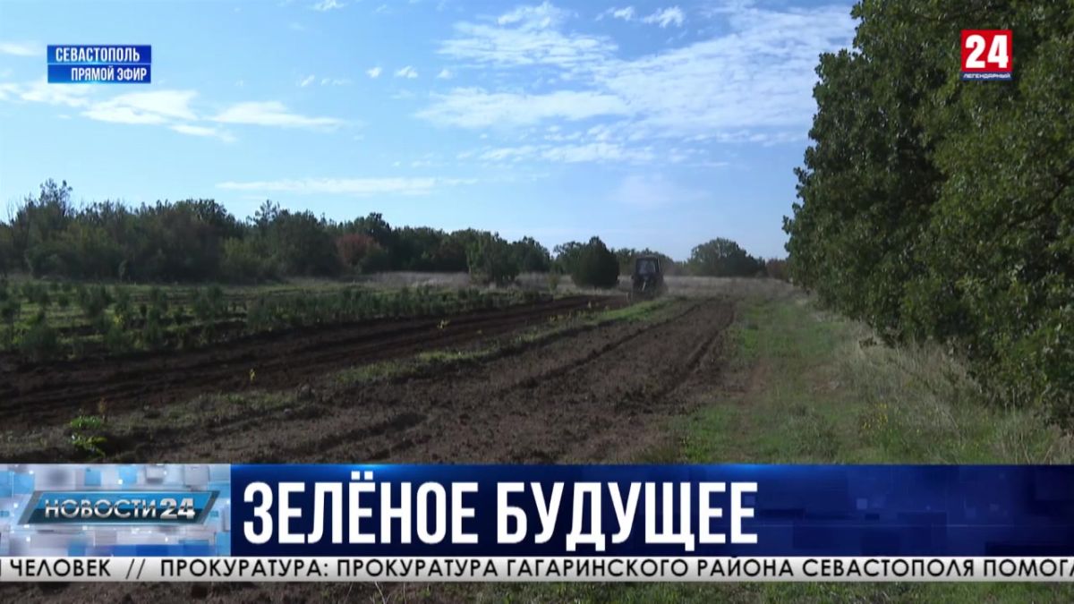 За два года школьники Севастополя высадили больше тысячи молодых деревьев