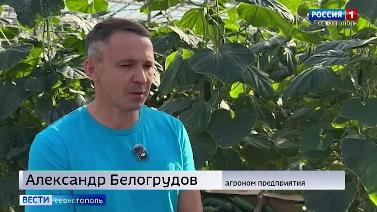 650 тонн огурцов планируют собрать на севастопольском тепличном предприятии