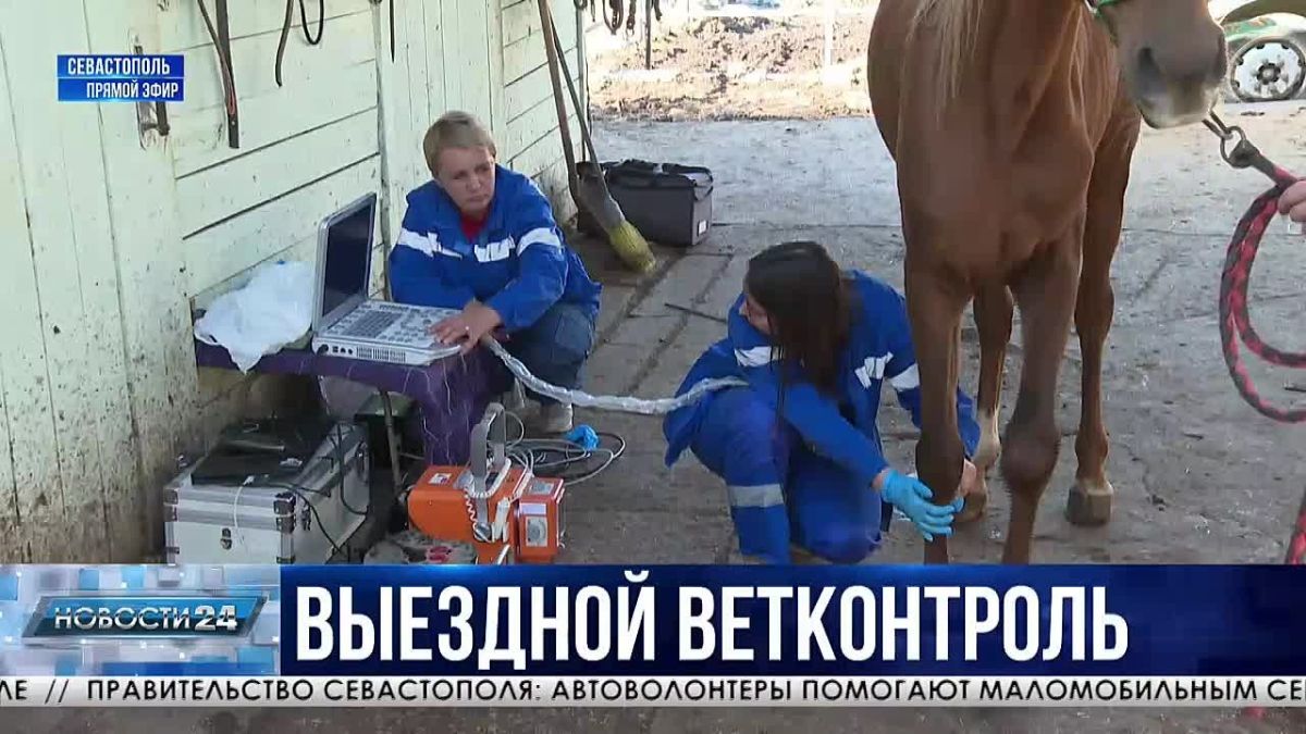 Обследовать на выезде: возможности ветеринарной помощи животным расширили в Севастополе