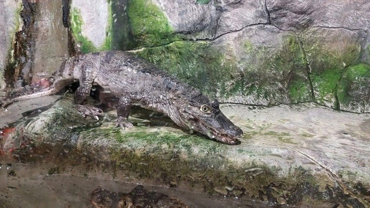 Крокодилы в Ялте пережили потоп: зубастых спасли, но 10 домов под водой, пять подпорных стен разрушено