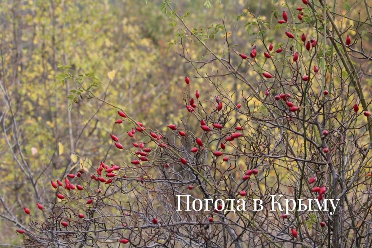 Доброе утро!. . Рассказываем, какой будет погода на полуострове 24 октября