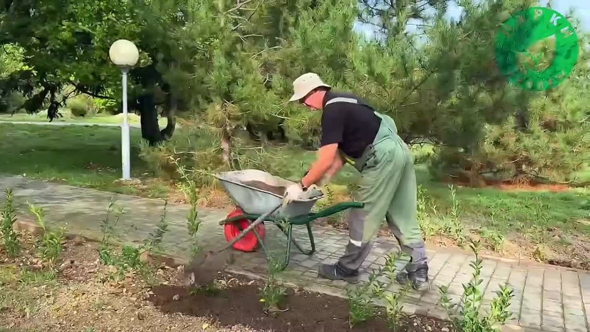 В парке имени Анны Ахматовой и сквере Генерала Жидилова оформили зелёные зоны В парке имени Анны Ахматовой высадили бересклет. Перед посадкой специалисты подсыпали грунт, чтобы кустарники быстрее укоренились. Об этом...