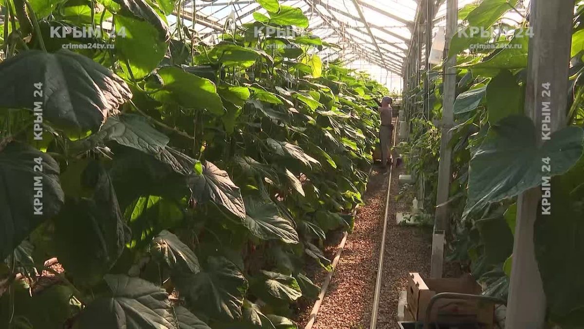 Урожай круглый год: какую поддержку оказывает государство тепличным хозяйствам Севастополя?