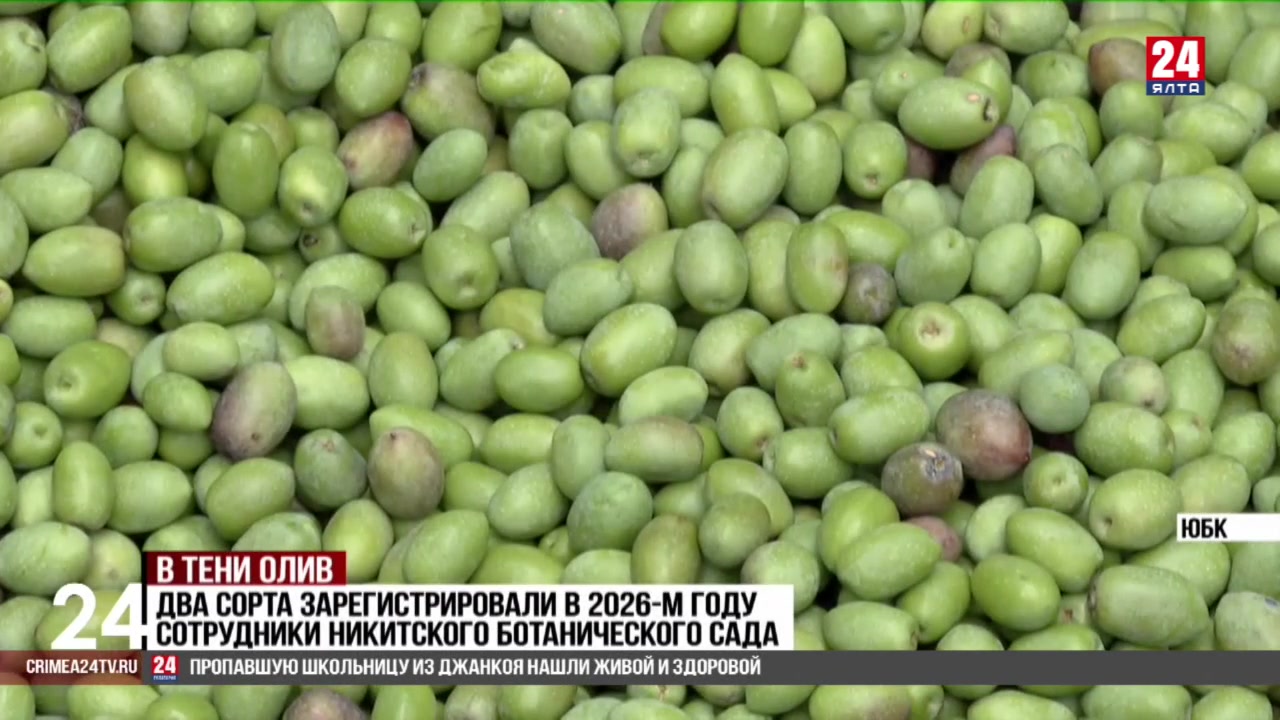 Два новых сорта оливок зарегистрировали в этом году в Никитском ботаническом саду