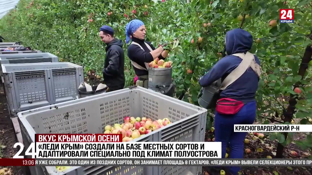 Около 100 тысяч тонн яблок планируют собрать в Крыму в этом году