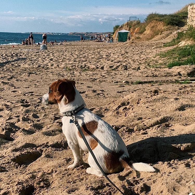 пляж куда можно с собакой