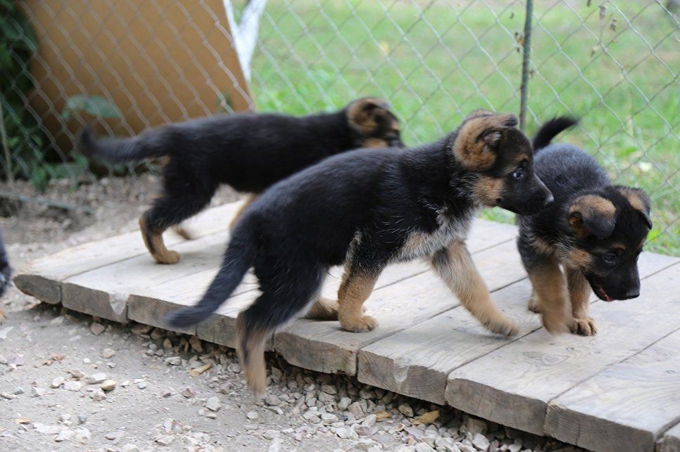 Купить щенка немецкой крым. Крымский щенок. Как правильно трое щенят.