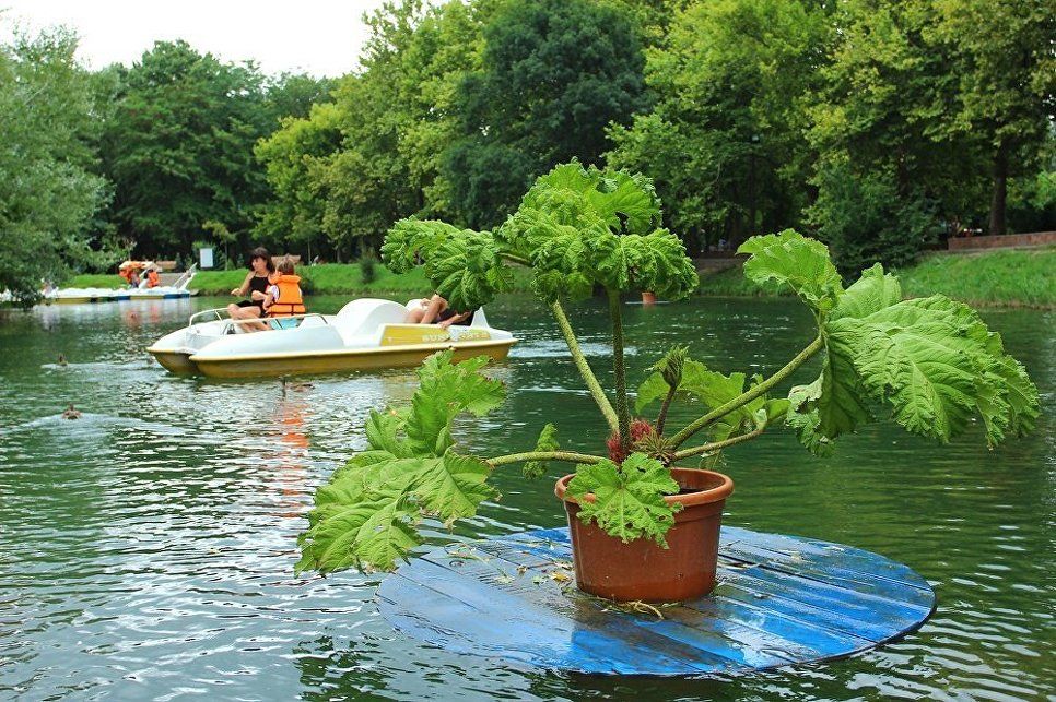 Плавающие клумбы фото