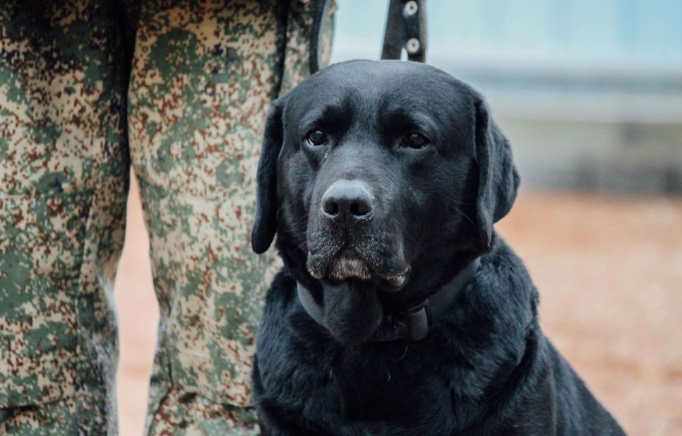 Собаки при исполнении: крымские псы, которые нашли свое призвание