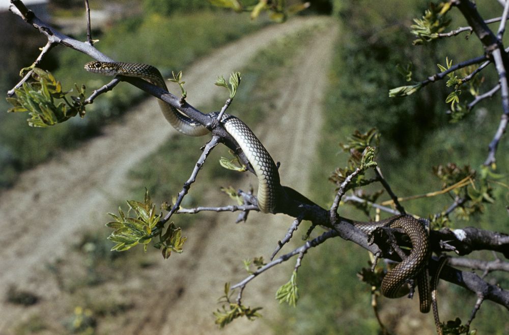 Крымский полоз змея фото