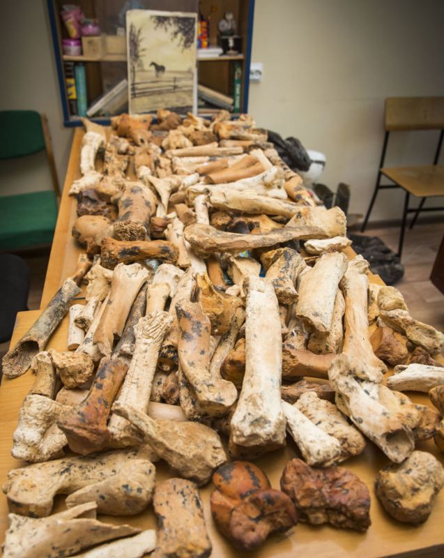 В пещере Таврида нашли кости первого в России древнего носорога
