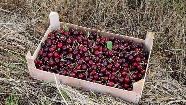 Сбор урожая черешни и вишни в Краснодарском крае