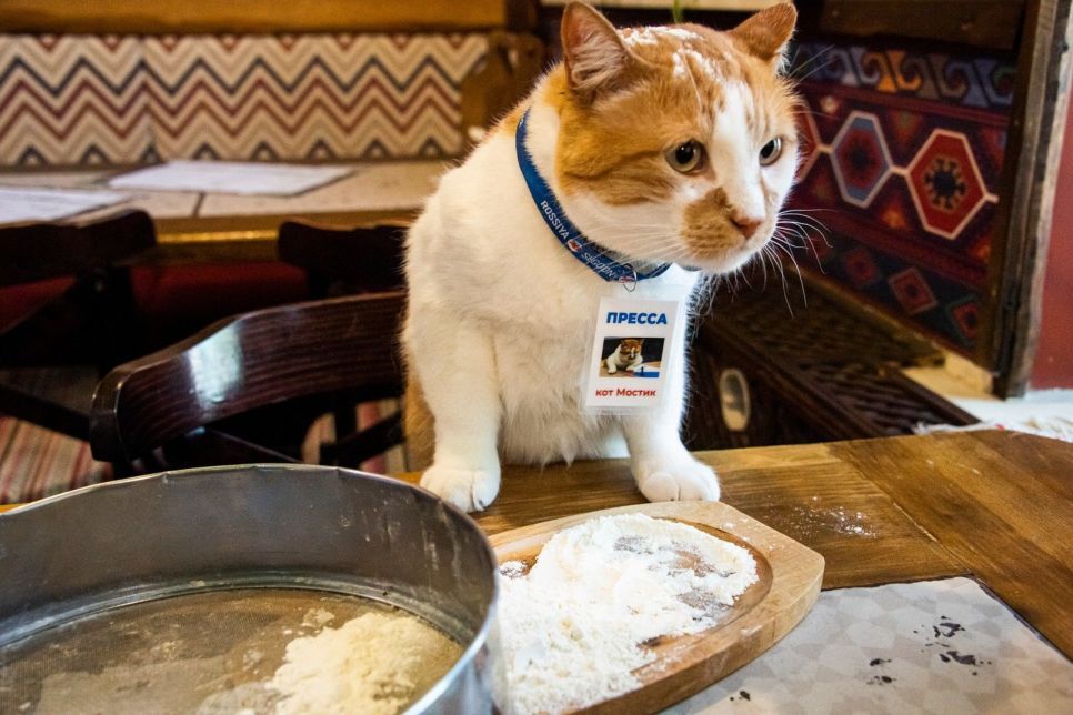 Как приготовить настоящее крымское кубэтэ: 7 секретов от кота Мостика