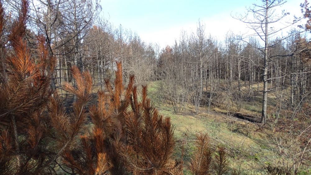Восстановление елового леса после пожара