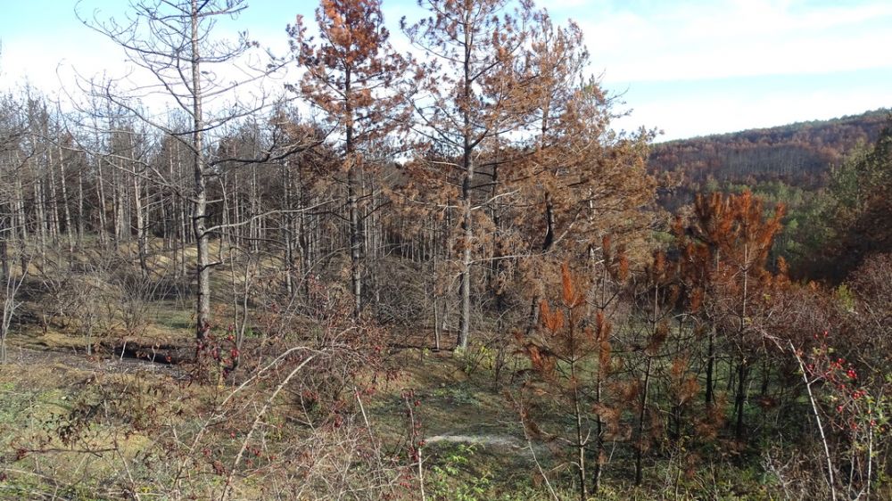 Восстановление елового леса после пожара. Десятилетие лес Чебаркуль. Магаданская область возобновление леса.