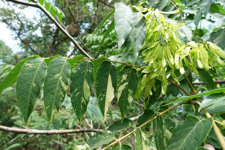 Крымские ученые нашли новый сорт дерева с уникальной окраской листьев