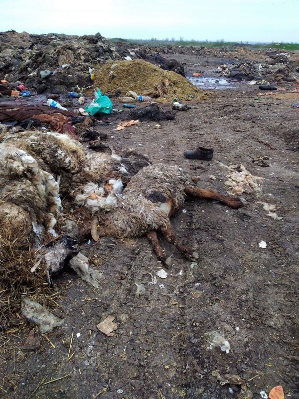 Рога, копыта, черепа: В Раздольненском районе разрастается стихийный скотомогильник