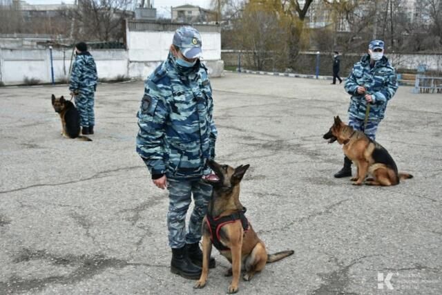 Четвероногие полицейские: как живут служебные собаки в Симферополе