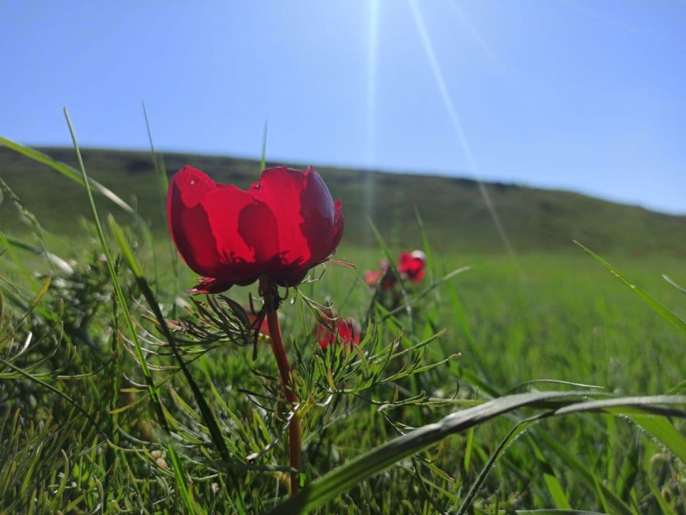 Дикий пион в крыму фото