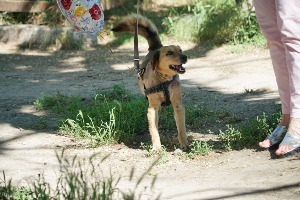 В Симферополе пропал пёс, которого выписали из стационара после тяжелых травм и 16 операций