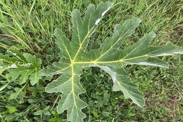 14384914632881cd1dc0538917163c13 Борщевик в крыму чем опасен