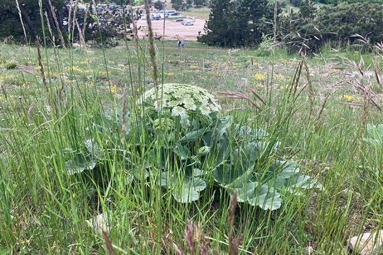 4f375da41f00110c16dfb0f3b7a41291 Борщевик в крыму чем опасен