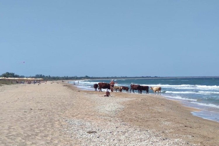 «Телки на пляже»: Под Керчью отдыхающие делят берег со стадом коров