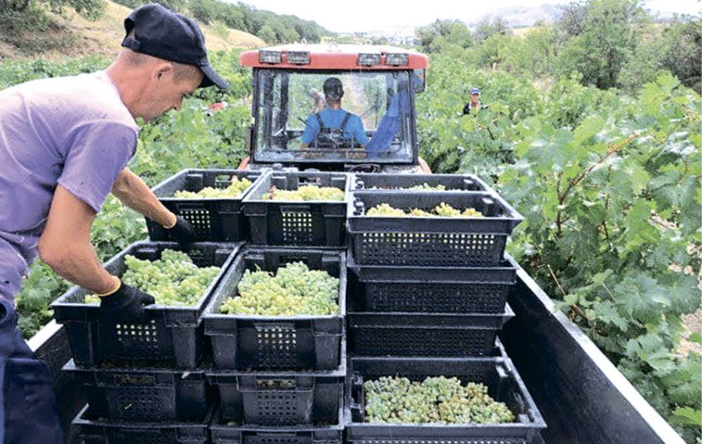 Как в Крыму сохраняют автохтонные сорта винограда