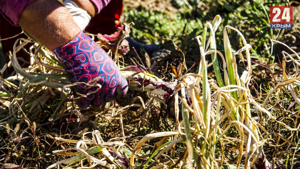 В селе Холмовка Бахчисарайского района в этом году соберут 400 тонн ялтинского лука