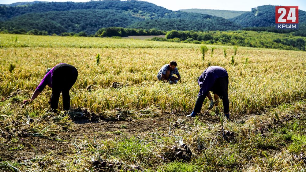 В селе Холмовка Бахчисарайского района в этом году соберут 400 тонн ялтинского лука