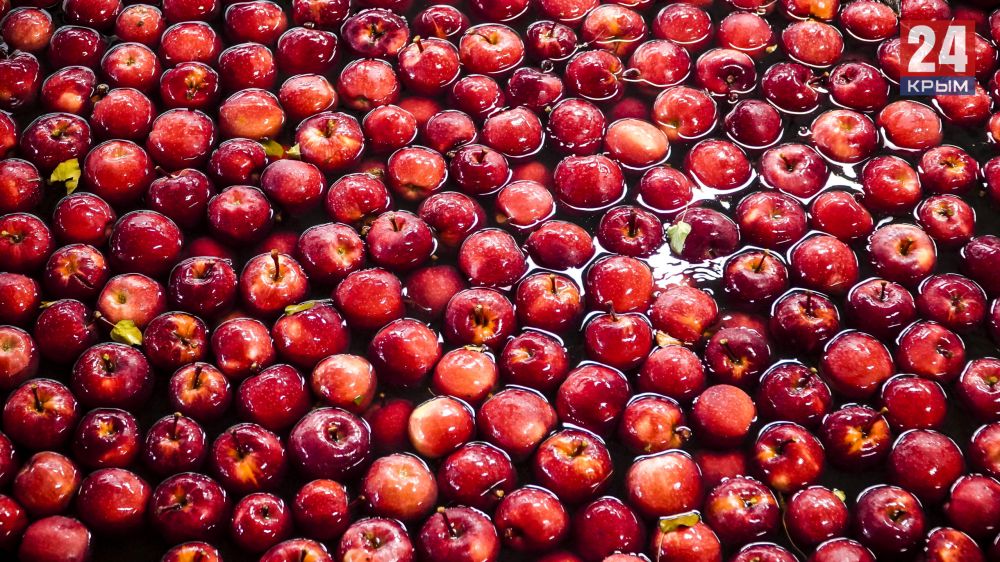 В Крыму почти за две недели собрали до 40 тысяч тонн яблок. ФОТО