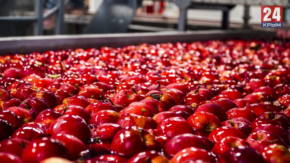 В Крыму почти за две недели собрали до 40 тысяч тонн яблок. ФОТО