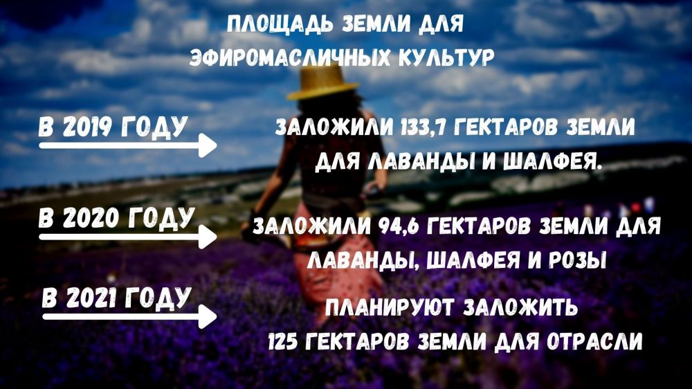 Лаванда для чего выращивают в крыму. Смотреть фото Лаванда для чего выращивают в крыму. Смотреть картинку Лаванда для чего выращивают в крыму. Картинка про Лаванда для чего выращивают в крыму. Фото Лаванда для чего выращивают в крыму