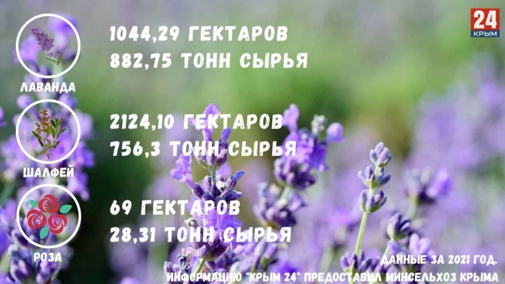 Лаванда для чего выращивают в крыму. Смотреть фото Лаванда для чего выращивают в крыму. Смотреть картинку Лаванда для чего выращивают в крыму. Картинка про Лаванда для чего выращивают в крыму. Фото Лаванда для чего выращивают в крыму