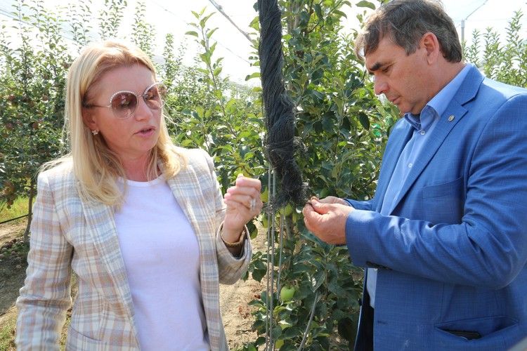 Яблочко в вуали: В Крыму итальянские технологии за пару лет поднимают сад на пустыре