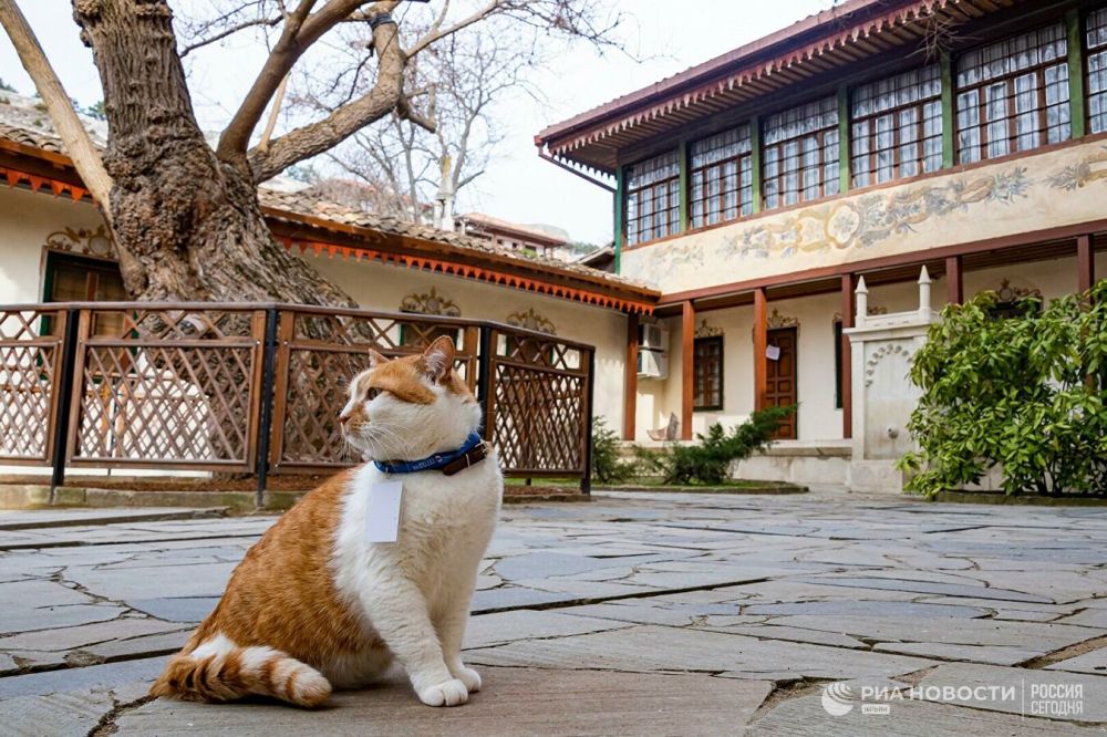 Кот хана. Кот мостик. Турецкий Хан кот. Кот Хан.