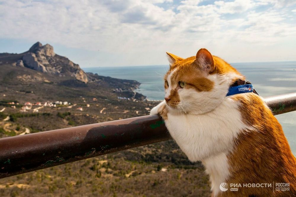 Котик мостик из крыма фото