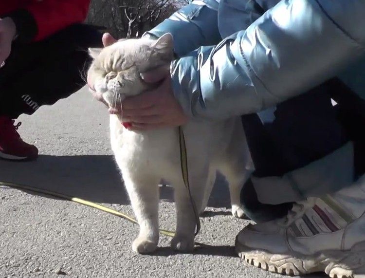 Хозяин села. Кот сел на кота. Кот сидит на шее. Кот Макс из Симферополя. Котика фотографию его такую.