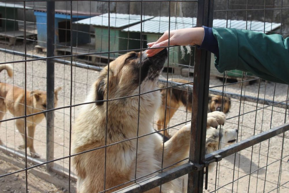 Организации деятельности приютов для животных. Организации деятельности приютов для животных. Приюты для животных в казани. Приют для собак зеленоград фирсановское шоссе. Сострадание нн приют для животных в нижнем новгороде.
