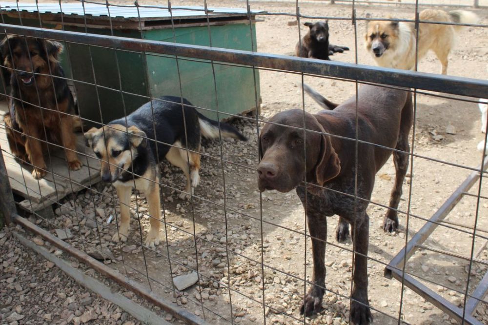 Приют для животных керчь войково. Приют для животных без владельцев. Приют для животных керчь войково. Питомник для бездомных собак. Приют для животных без владельцев.