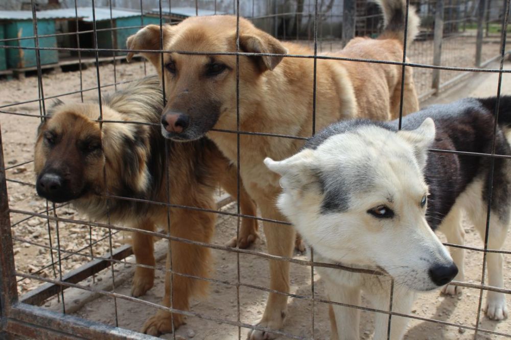 По обращению с животными без владельцев. Отлов безнадзорных собак. Приют для животных без владельцев. Бездомные щенки волгограде. Приют для животных без владельцев.