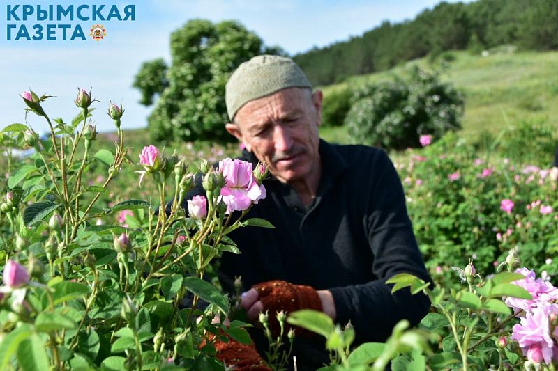 Роза Район Фото