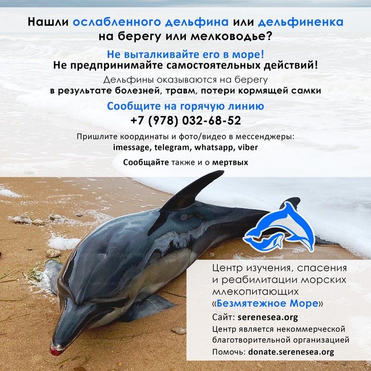 Как в Крыму спасают осиротевших дельфинят