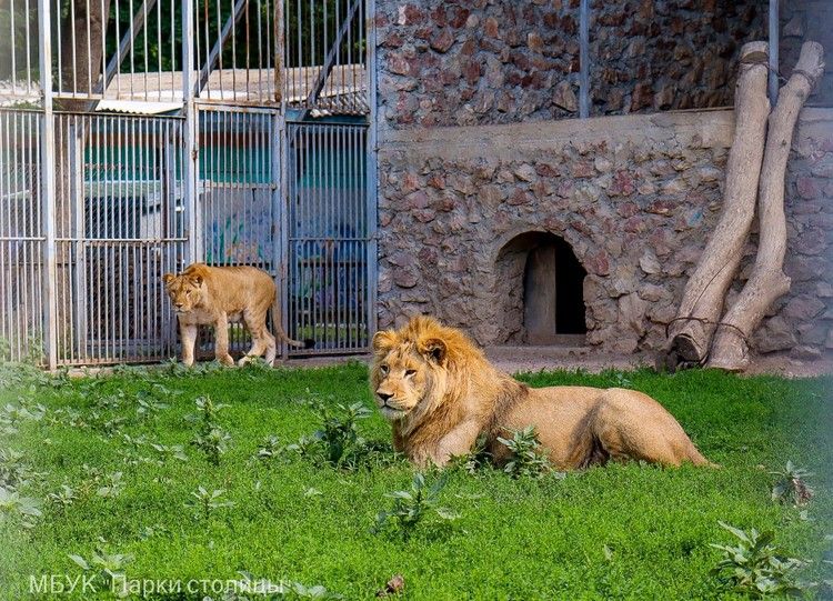 Крымских львов в честь праздника накормили курятиной