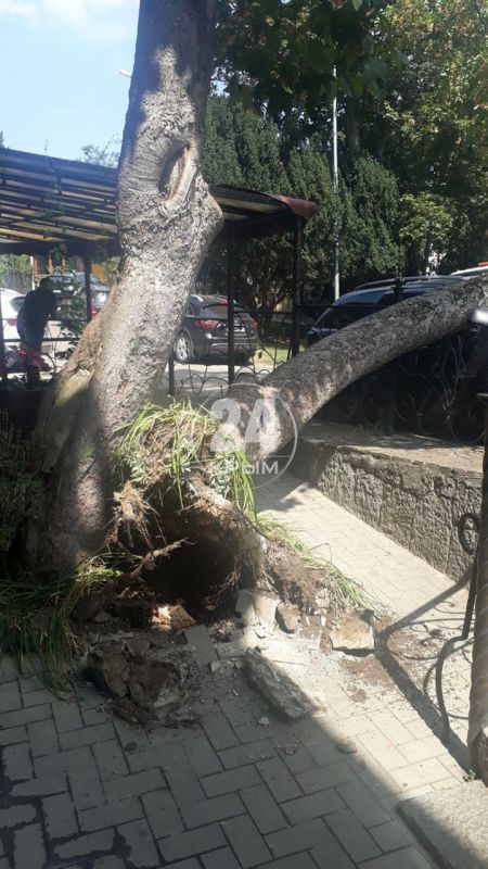 В Ливадии дерево разбило лобовое стекло машины
