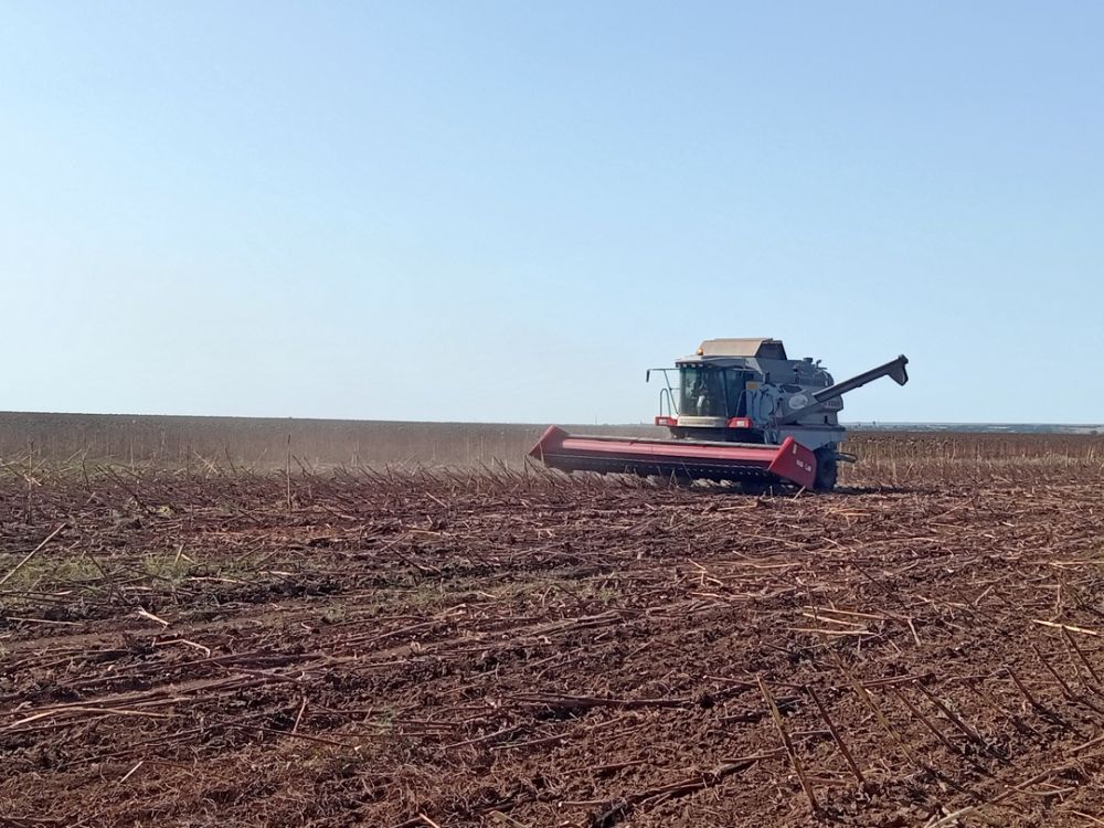 С поля 25 га собрали 1052. Уборка подсолнухов. Уборка подсолнечника в Приднестровье. Как собирают Подсолнухи на полях.